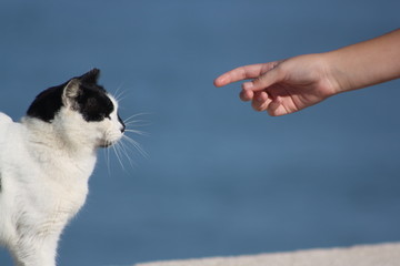 gato cogiendo confianza