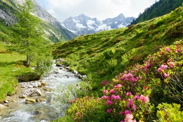 Keuken foto achterwand Natuur Alpenrozen op de hoge bergstroom