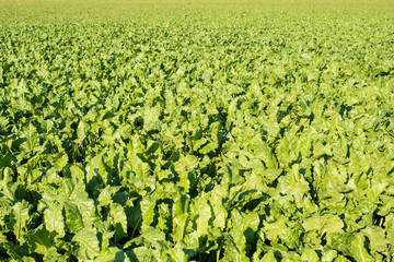 sugar beet growing