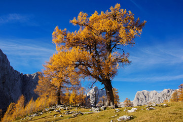 Fototapeta premium Orange tree on a blue sky