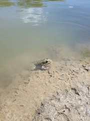 Лягушка в воде