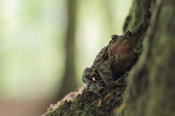 Close-up frog toad (Bufo bufo)