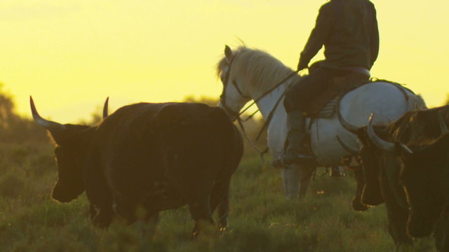 France cowboy Camargue bull animal sunset black horse 