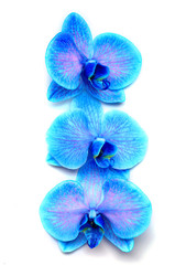 Fototapeta na wymiar Beautiful blue orchid in a row isolated on white background