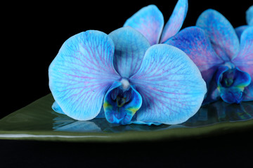 Beautiful blue orchid on green leaf on black background, close up