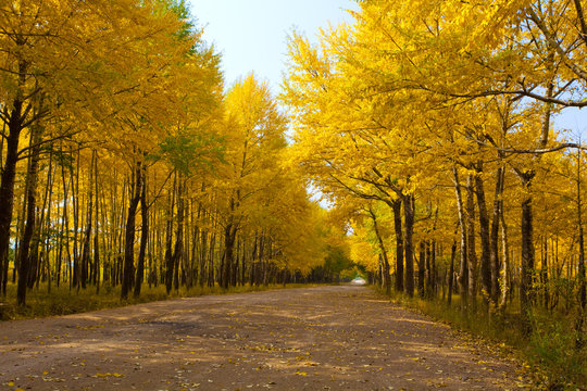 Road lined with trees in autumn
