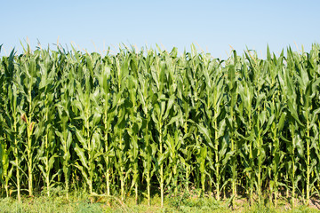 Obraz premium green corn