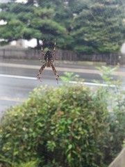 Spinne