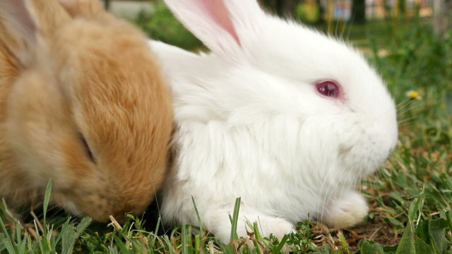 Fluffy white and brown rabbits sniffing around