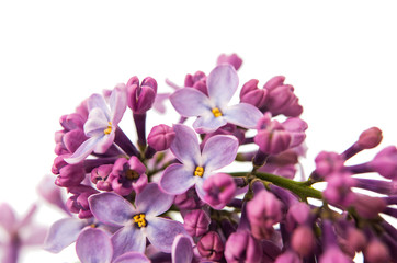 Obraz na płótnie Canvas lilac branch close-up