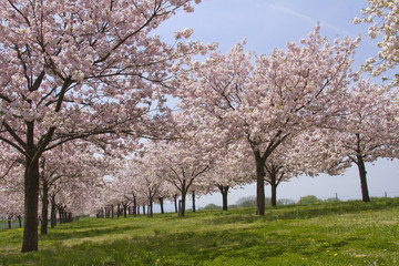 Obraz premium 桜並木