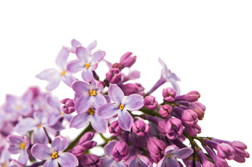 Fototapeta na wymiar lilac branch close-up