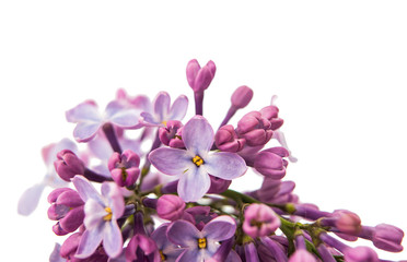 Fototapeta na wymiar lilac branch close-up