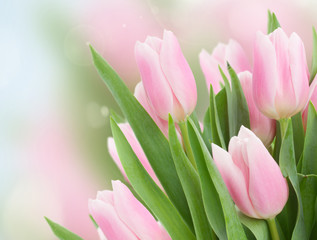 close up of  pink tulips