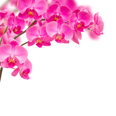 Fototapeta na wymiar orchideas frame