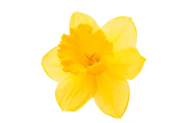 Crédence de cuisine en verre imprimé Narcisse fleur jaune jonquille