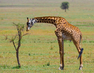 Giraffe in savanna. Kenya. Tanzania. East Africa. An excellent illustration.