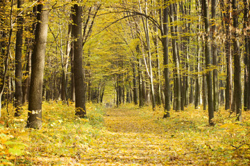 Pathway through the autumn forest