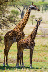 Obraz premium Two giraffes in savanna. Kenya. Tanzania. East Africa. An excellent illustration.