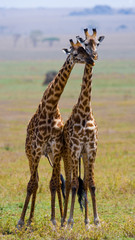 Two giraffes in savanna. Kenya. Tanzania. East Africa. An excellent illustration.
