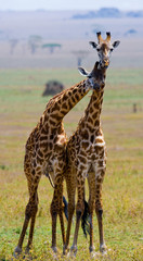 Naklejka na ściany i meble Two giraffes in savanna. Kenya. Tanzania. East Africa. An excellent illustration.