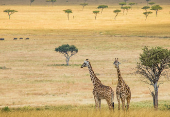 Two giraffes in savanna. Kenya. Tanzania. East Africa. An excellent illustration.