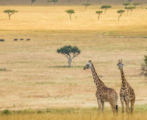 Two giraffes in savanna. Kenya. Tanzania. East Africa. An excellent illustration.