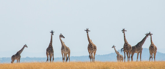 Naklejka na ściany i meble Group of giraffes in the savanna. Kenya. Tanzania. East Africa. An excellent illustration.