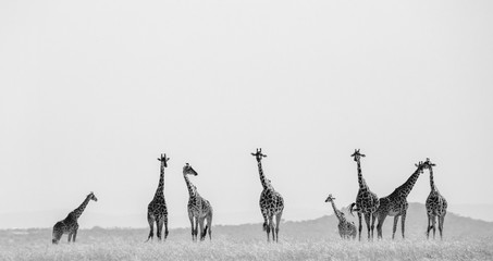 Fototapeta premium Group of giraffes in the savanna. Kenya. Tanzania. East Africa. An excellent illustration.