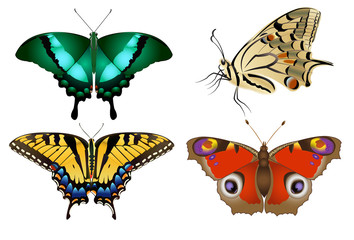 Set of realistic vector butterflies