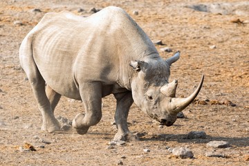 Obraz premium black rhino at etosha