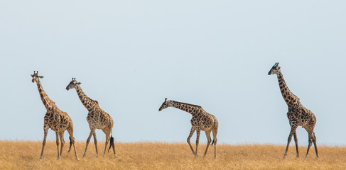 Group of giraffes in the savanna. Kenya. Tanzania. East Africa. An excellent illustration.