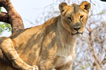 lioness in a tree at kruger