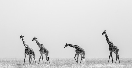 Gruppe Giraffen in der Savanne. Kenia. Tansania. Ostafrika. Eine hervorragende Illustration.