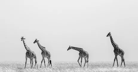 Türaufkleber Tieren Gruppe Giraffen in der Savanne. Kenia. Tansania. Ostafrika. Eine hervorragende Illustration.