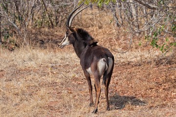 sable antelope at chobe © photogallet