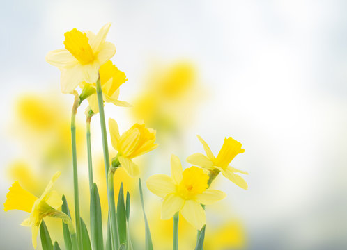 Fototapeta spring daffodils in  garden