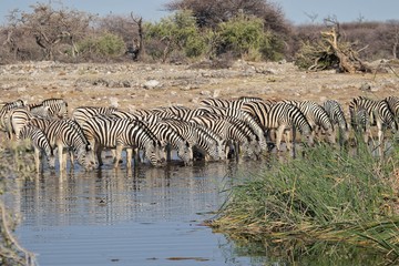 zebras drinking water at etosha