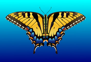 Butterfly Clip Art - Species: Tiger Swallowtail - Vector Image