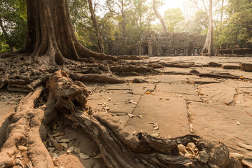 Ta Prohm temple in Siem reap , Cambodia