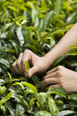 Young Woman Picking Tea, Close-Up of Hand
