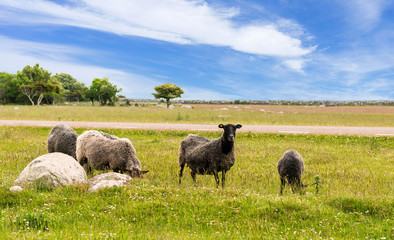 Naturlandschaft auf Öland, Schweden