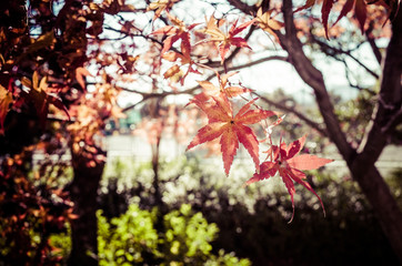 紅葉