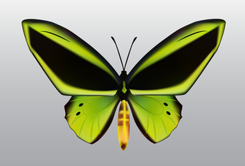 beautiful butterfly on grey background