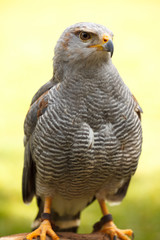 Grey Hawk