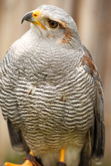 Grey Hawk