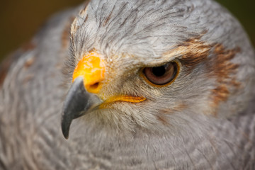 Grey Hawk