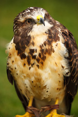 Swainson's Hawk
