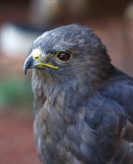 Red-tailed Hawk