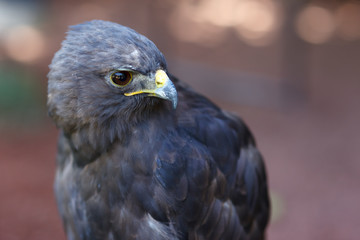 Red-tailed Hawk